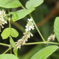 Neonotonia wightii (Wight & Arn.) J.A.Lackey